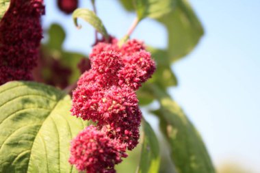 Amaranth kırmızı çiçeklenme. Sonbahar bahçesi.