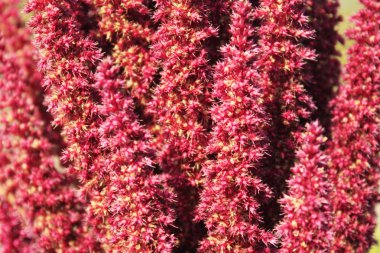 Amaranth kırmızı çiçeklenme. Sonbahar bahçesi.