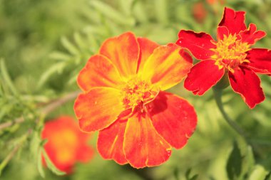 Bahçedeki kadife çiçekleri.