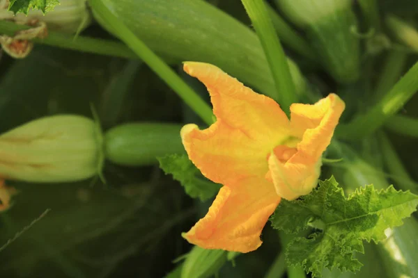 Gelbe Zucchini Blume Blüht Garten — Stockfoto