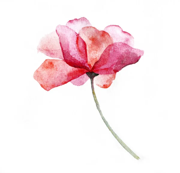 Akvarell Rosa Blomma Ros Vit Bakgrund — Stockfoto