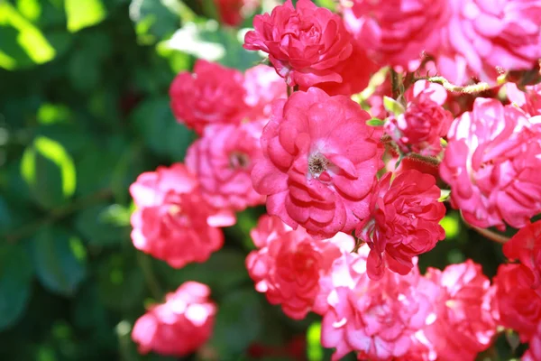 Cespuglio Rose Giardino — Foto Stock