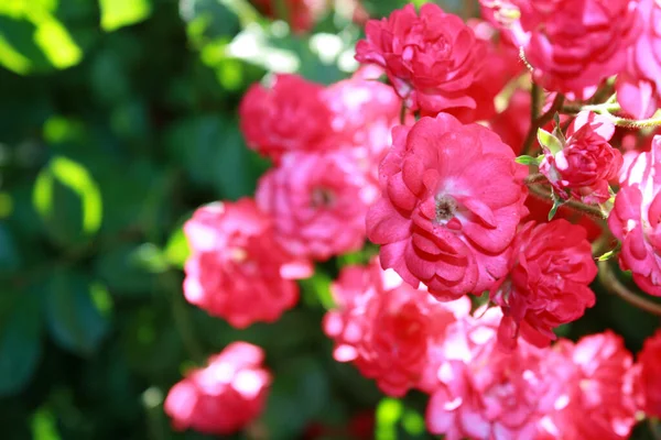 Rose bush in the garden.