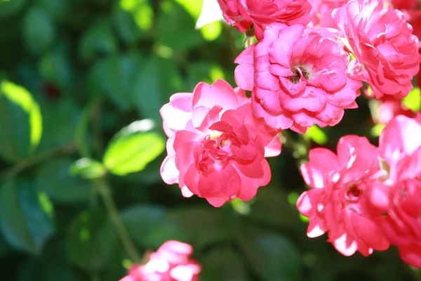 Rosas Jardín —  Fotos de Stock