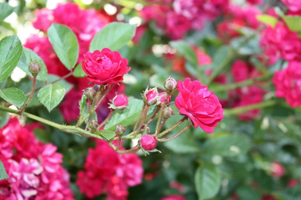 Rosas Jardín —  Fotos de Stock