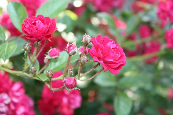 Τριανταφυλλιά Στον Κήπο — Φωτογραφία Αρχείου