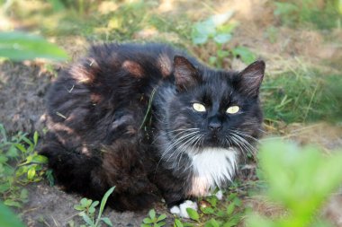 Bahçede oynayan kara kedi.