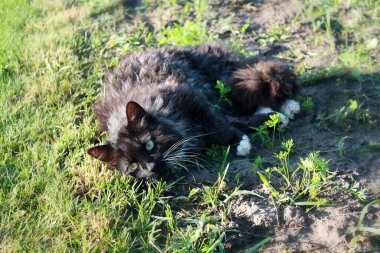 Bahçede oynayan kara kedi.