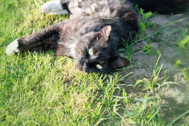 Bahçede oynayan kara kedi.