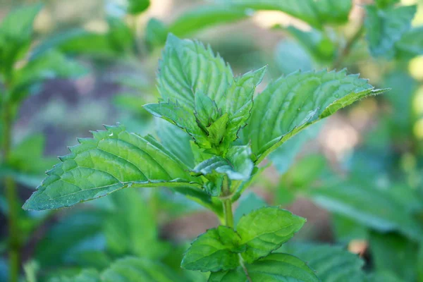 Planta Menta Creciendo Jardín —  Fotos de Stock