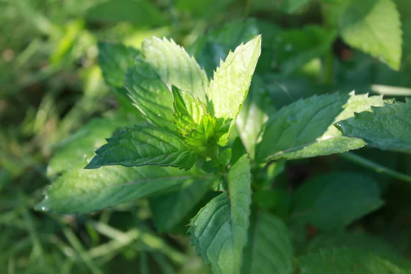 Planta Menta Creciendo Jardín —  Fotos de Stock