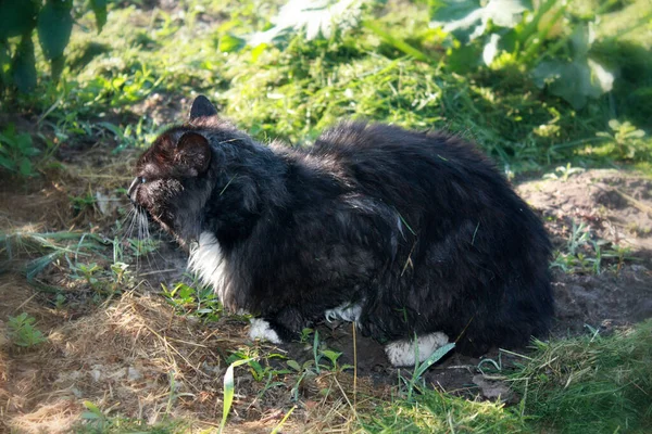 Black Cat Playing Garden — Stock Photo, Image