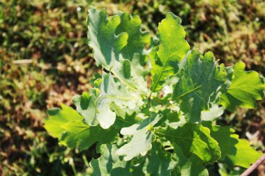 Bahçedeki genç meşe ağacı.