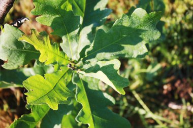 Bahçedeki genç meşe ağacı.