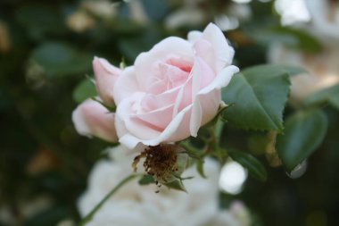 Bahçedeki gül çalısı.