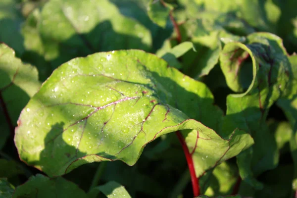 Beetroot leaves, plant growing in the garden.