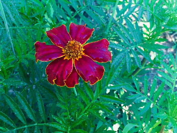 Marigold Head Flower Blooming Garden — Stock Photo, Image