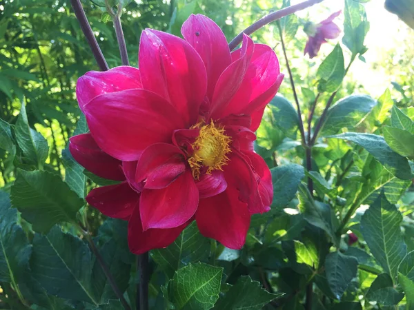 Dahlia Λουλούδι Στον Κήπο — Φωτογραφία Αρχείου