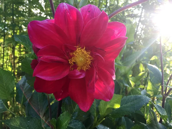 Dahlia Λουλούδι Στον Κήπο — Φωτογραφία Αρχείου