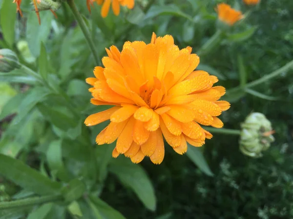 Calendula Officinalis Bloeiend Tuin — Stockfoto