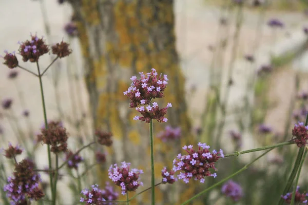 Kwitnące Rośliny Parku Tło Natury Fioletowymi Kwiatami — Zdjęcie stockowe