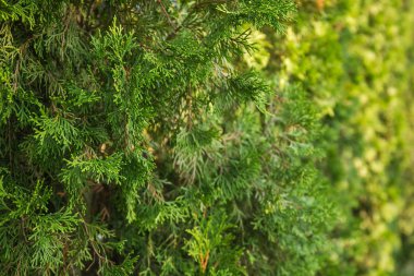 Güzel yeşil Noel mazı ağaçlarının yaprakları. Mazı (bitki) dal, mazı occidentalis herdem yeşil bir iğne yapraklı ağaçtır. Platycladus orientalis (olarak da bilinen Çin Mazı (bitki), oryantal mazı.
