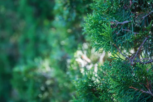 Beautiful green christmas leaves of Thuja trees. Thuja twig, Thuja occidentalis is an evergreen coniferous tree. Platycladus orientalis (also known as Chinese thuja, Oriental arborvitae.