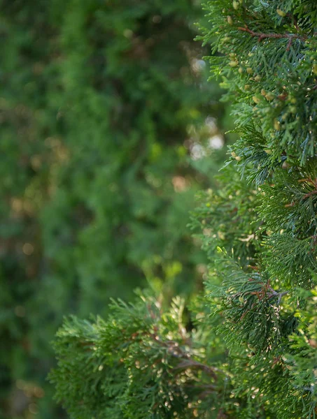 Beautiful green christmas leaves of Thuja trees. Thuja twig, Thuja occidentalis is an evergreen coniferous tree. Platycladus orientalis (also known as Chinese thuja, Oriental arborvitae.