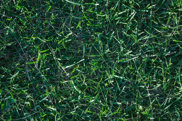 yeşil çim sorunsuz doku