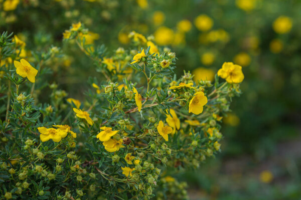Yellow flowers of potentilla fruticosa
