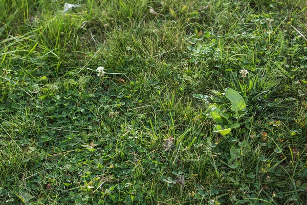 yeşil çim sorunsuz doku