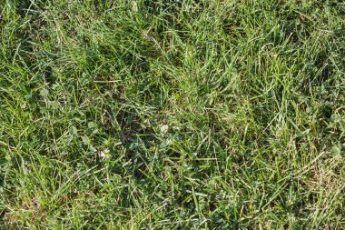 yeşil çim sorunsuz doku