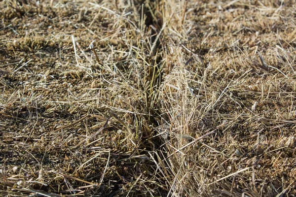 Saman arka plan dokusu, Kuru saman tasarım arka plan için