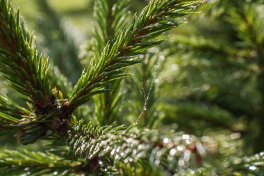 Örümcek ağı çiy ile Ladin dalda damla.