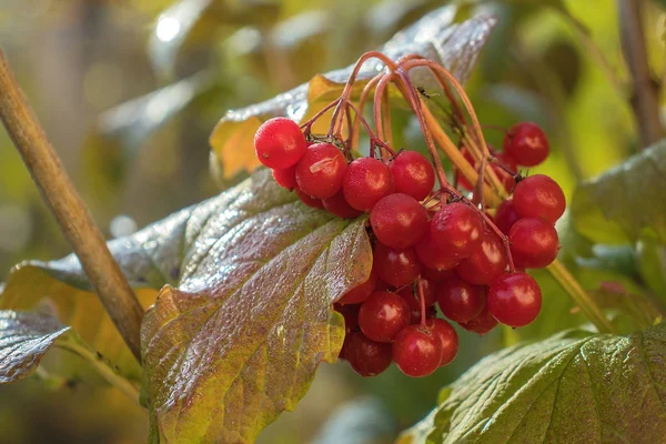 Avrupa dağ kül Rowan Ağacı (Sorbus Aucuparia olgun çilek ile)