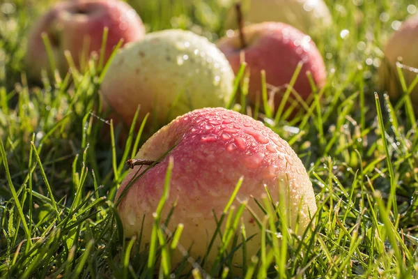 Çiğ damlaları güzel elma yeşil çim üzerinde dağınık vardır. Sonbaharda hasat meyve sıcak güneş ışığı altında. Işınları su damla olgun elma yansıtıyordu..