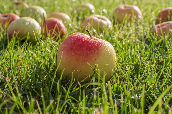 Belles Pommes Dans Les Gouttes Rosée Matin Sont Dispersées Travers — Photo