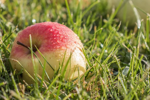 Çiğ damlaları güzel elma yeşil çim üzerinde dağınık vardır. Sonbaharda hasat meyve sıcak güneş ışığı altında. Işınları su damla olgun elma yansıtıyordu..