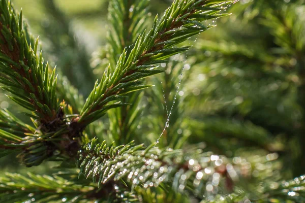 Örümcek ağı çiy ile Ladin dalda damla.