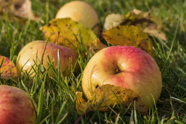 Belles Pommes Dans Les Gouttes Rosée Matin Sont Dispersées Travers — Photo