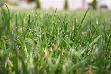 Taze genç yeşil çim çimen. Parlak absract arka plan.