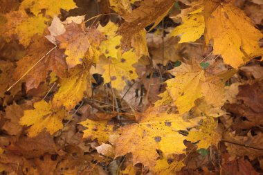 Ormanda kırmızı ve sarı sonbahar yaprakları