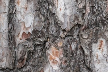 doğal çam ağacı kabuğu arka plan