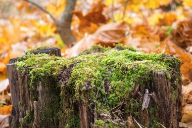Eski güdük, moss, çam kozalakları sonbahar ormanın içinde. Vahşi orman, sarı yaprakları. Eski bir güdük, vahşi yosun.