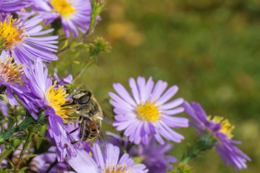 Bal arısı mavi Dalya üzerinde. Polen çiçek arıya toplar