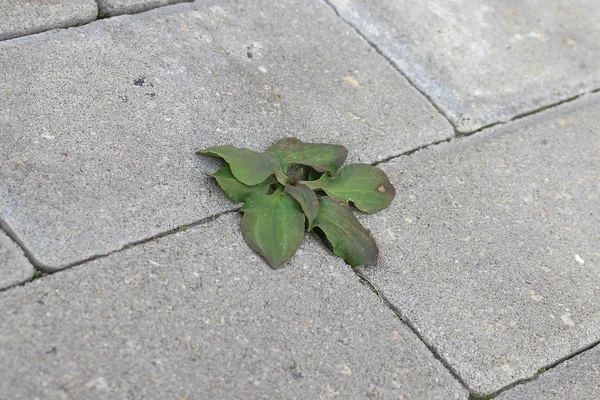 Planta Hace Camino Través Del Pavimento Baldosas Naturaleza — Foto de Stock