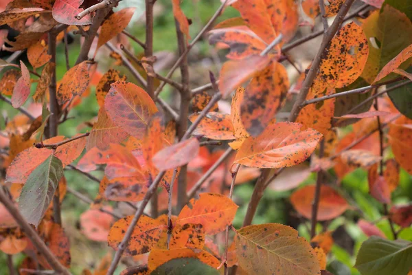 Красные Желтые Осенние Листья Лесу — стоковое фото