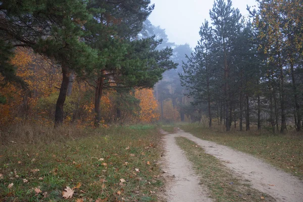 Sonbahar Orman ülkede yol. Sabah sisin içinde ateş