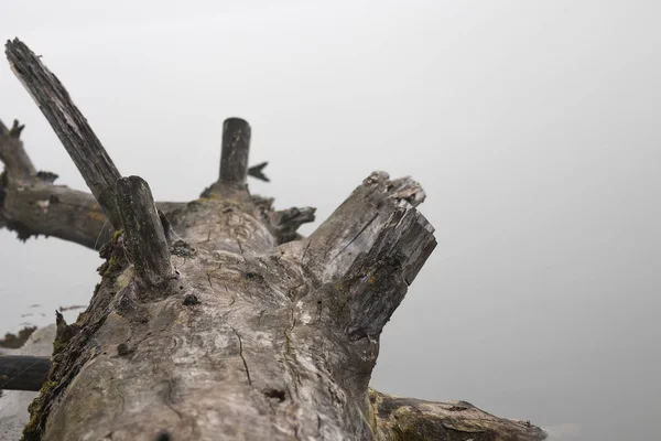 Сушеная Часть Дерева Воде Отражением Изолированной Уникальной Фотографии — стоковое фото