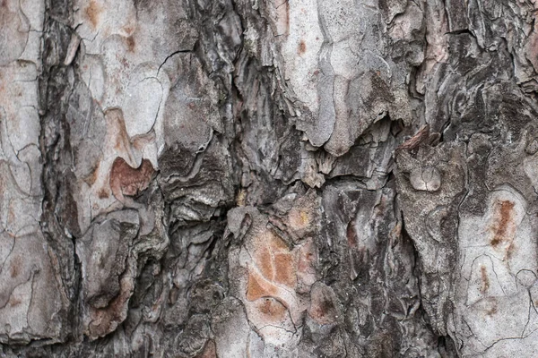 doğal çam ağacı kabuğu arka plan